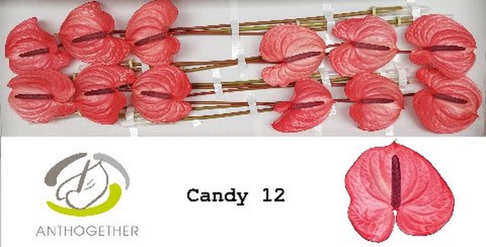 <h4>Anth A Candy 13 cm X12 Oosterzon</h4>