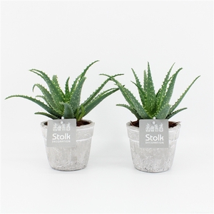 Aloe Arborescens 10,5 in stone look pot