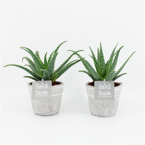 <h4>Aloe Arborescens 10,5 in stone look pot</h4>