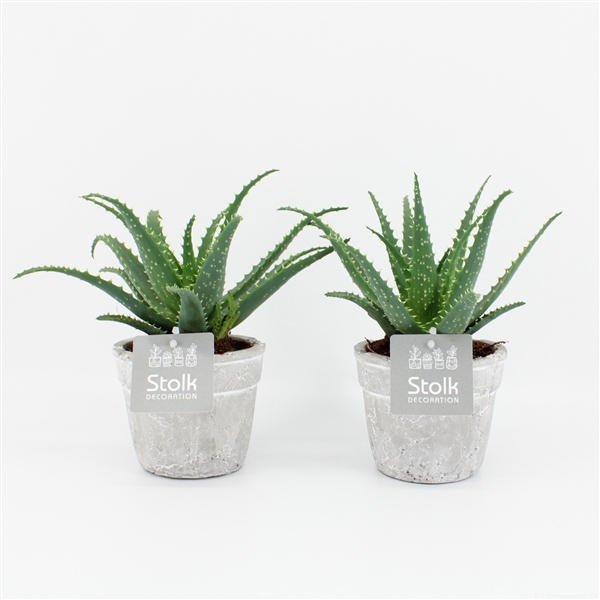 <h4>Aloe arborescens</h4>