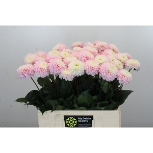 Dahlia Wizard of Oz