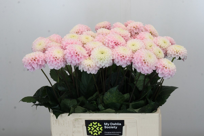 <h4>Dahlia Wizard of Oz</h4>