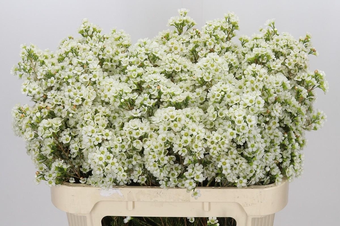 <h4>Chamelaucium Dawn Pearl</h4>