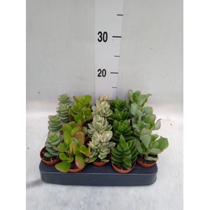 Crassula   ...mix