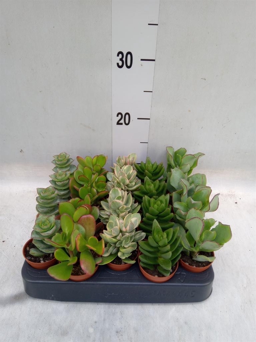 <h4>Crassula   ...mix</h4>