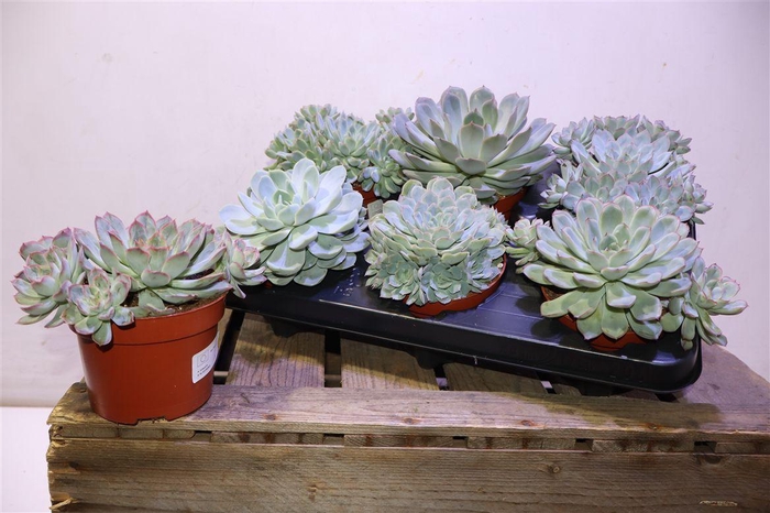 <h4>Echev Zonder Bloem</h4>