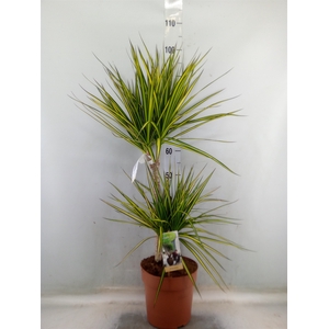 Dracaena marg. 'Sunray'