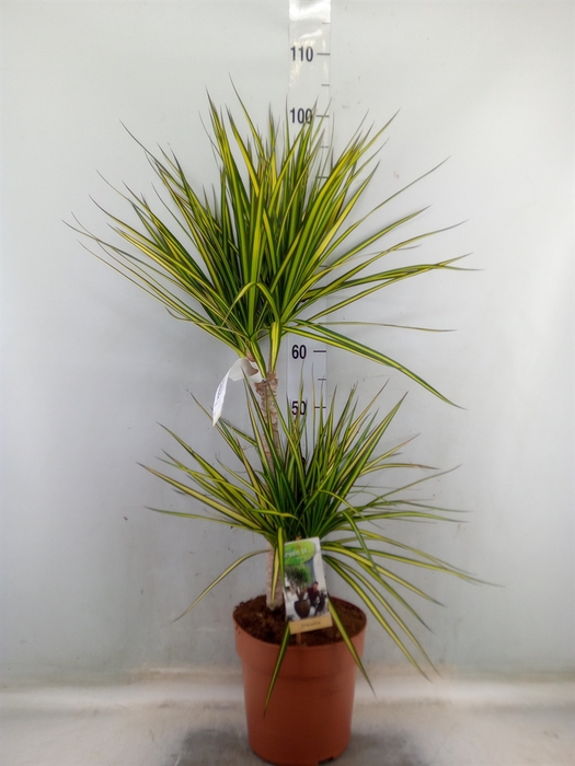 <h4>Dracaena marg. 'Sunray'</h4>