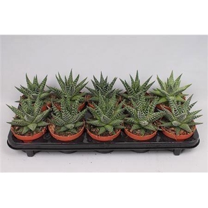 Haworthia Margaritifera