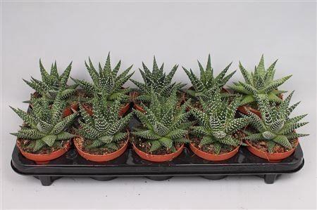 <h4>Haworthia Margaritifera</h4>
