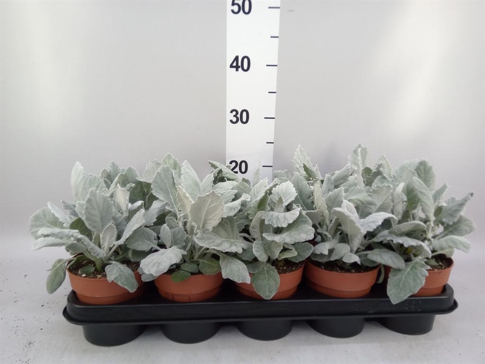 <h4>Jacobaea maritima</h4>