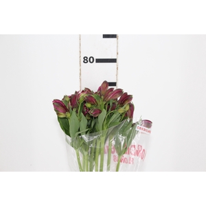 ALSTROEMERIA NAPOLI 080 CM