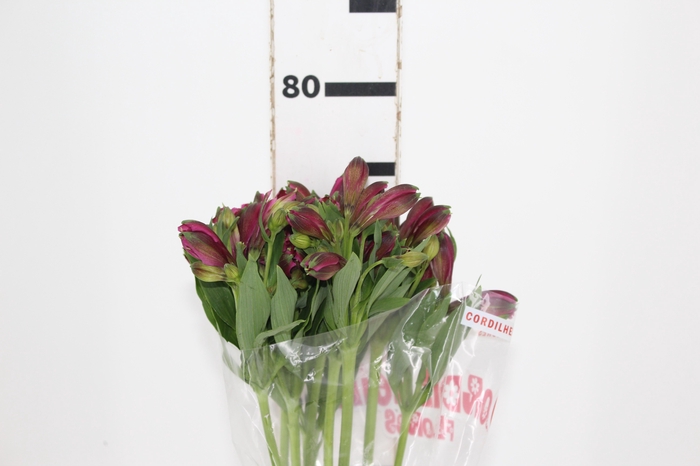 <h4>ALSTROEMERIA NAPOLI 080 CM</h4>