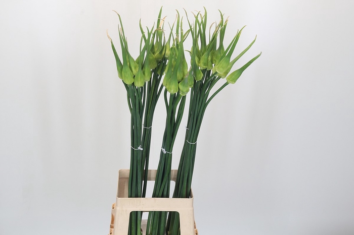 <h4>Allium Cepa Judith</h4>