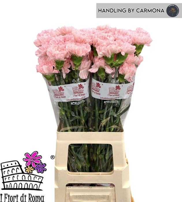 <h4>DI ST DONCEL</h4>