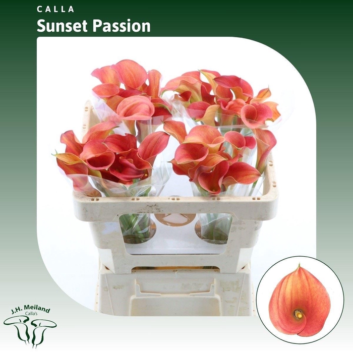 <h4>ZANT SUNSET PASSION</h4>