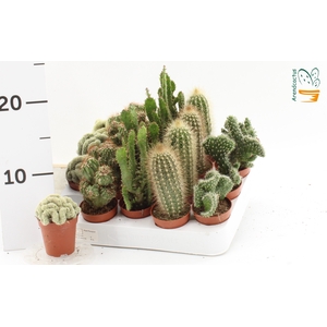CACTUS GEM