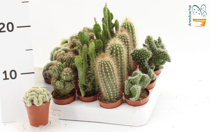 <h4>CACTUS GEM</h4>