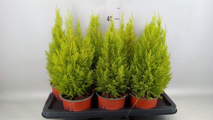 <h4>Cupressus macro. 'Goldcrest Wilma'</h4>