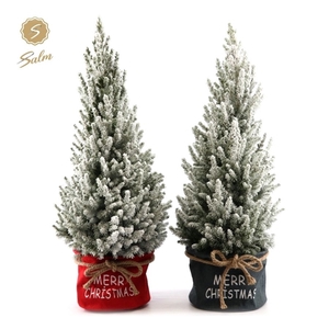 Picea gl. 'December'® P26 in Bag X-mas Duo + Snow