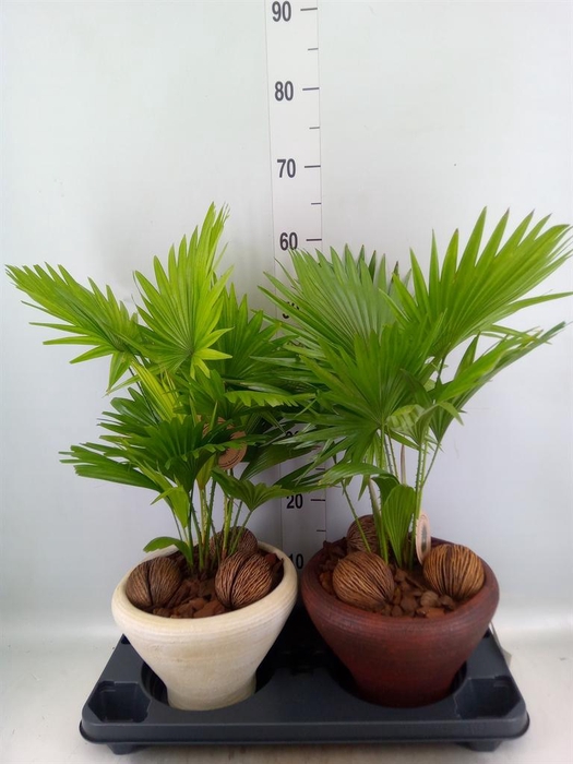 <h4>Livistona rotundifolia</h4>