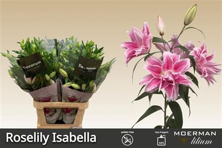 <h4>Li Or Du Roselily Isabella</h4>