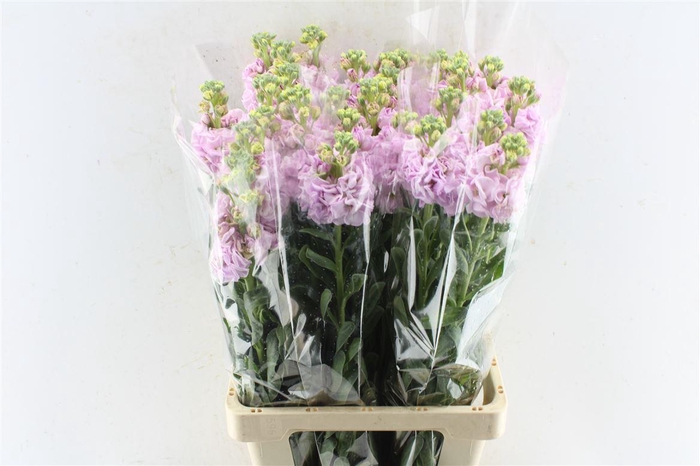 <h4>Matth Iron Light Pink</h4>