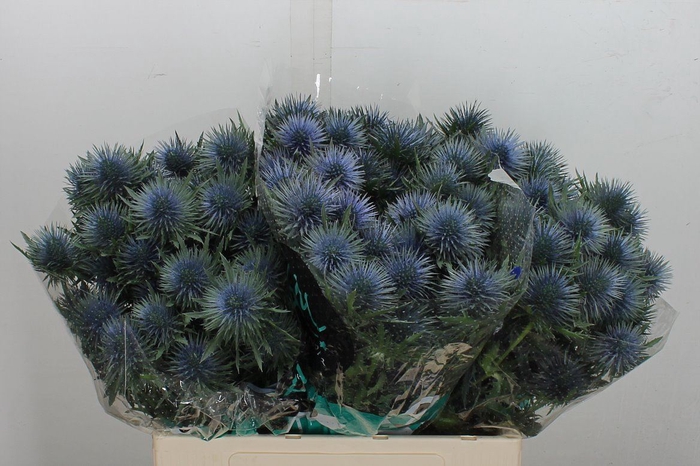 <h4>Eryngium  'Magnetar Questar'</h4>