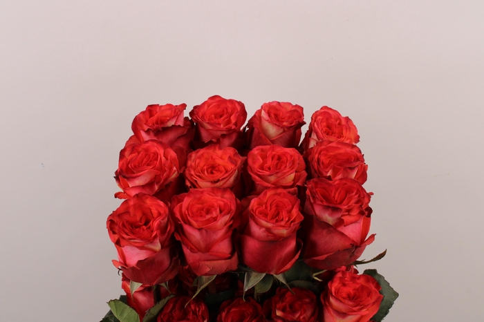 <h4>R Gr High & M Orange</h4>