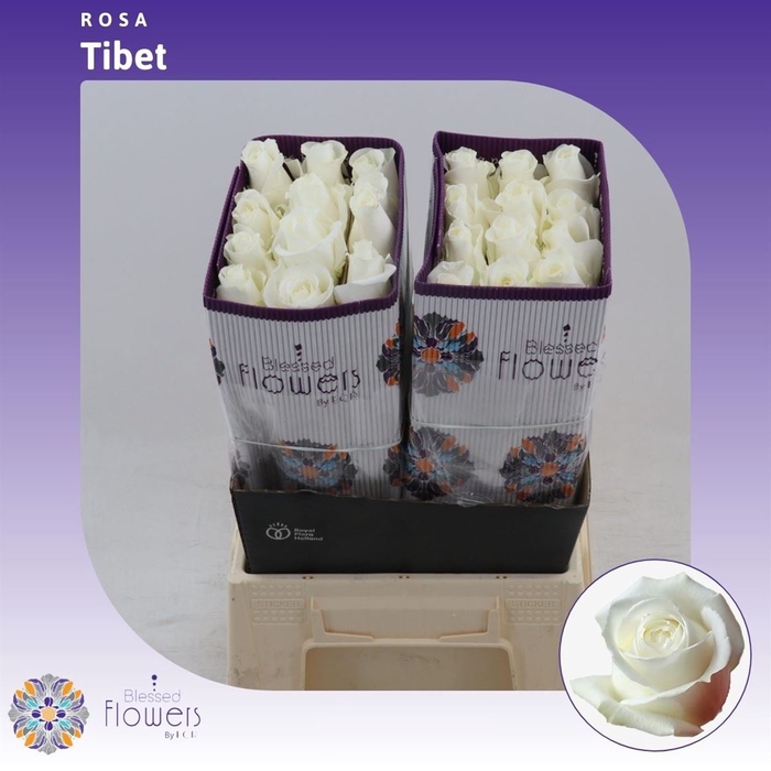 <h4>Rosa gr Tibet!</h4>