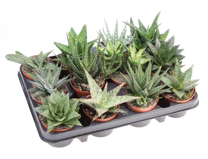 <h4>Haworthia gemengd in tray P9 Aloe mix, AL8001</h4>