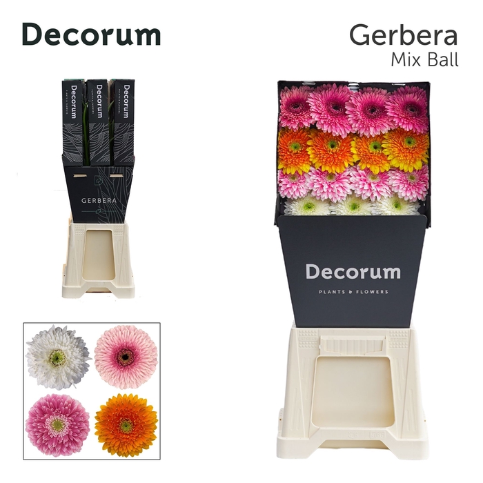 <h4>Gerbera Pomponi Mix Pomponi Diamond</h4>