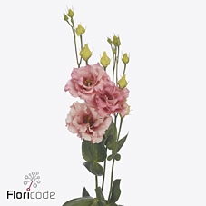 Lisianthus do corelli coral
