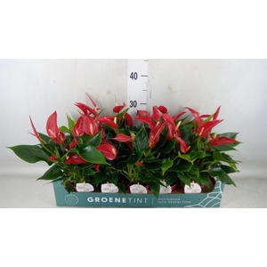 Anthurium  'Banderola Roja'