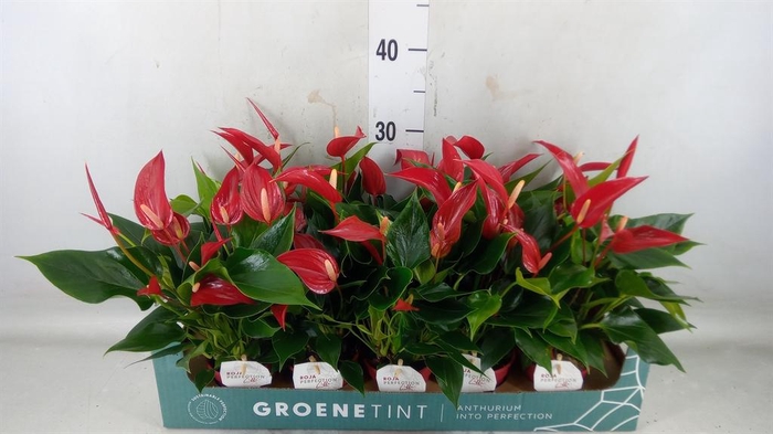 <h4>Anthurium  'Banderola Roja'</h4>