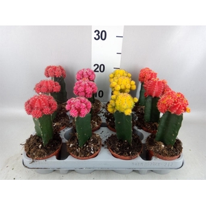 Gymnocalycium mihanov. 'Brasil'