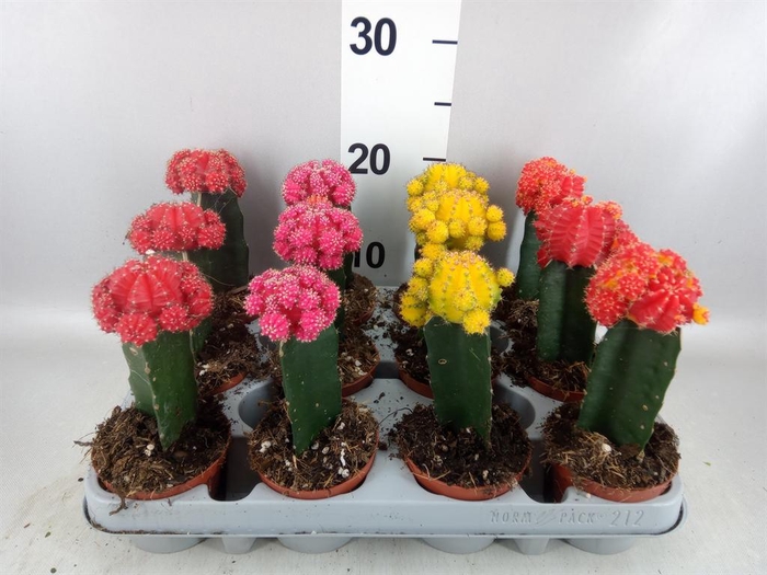 <h4>Gymnocalycium mihanov. 'Brasil'</h4>