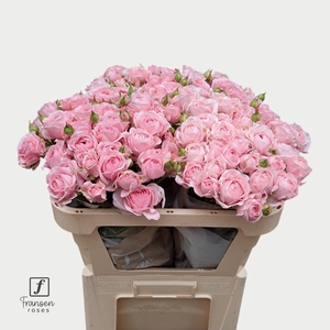 R TR Love me with Fatal attraction 70cm