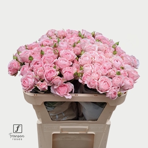 R TR Love me with Fatal attraction 70cm