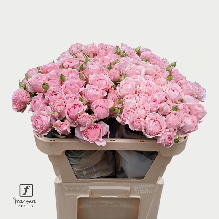 <h4>R TR Love me with Fatal attraction 70cm</h4>