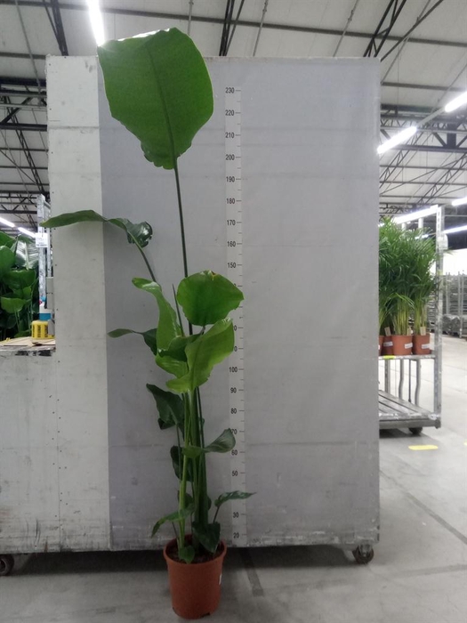 <h4>Strelitzia nicolai</h4>