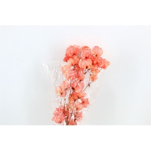 Dried Bougainvillea 55cm Salmon Bunch