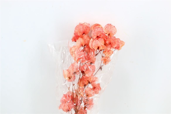 Dried Bougainvillea 55cm Salmon Bunch