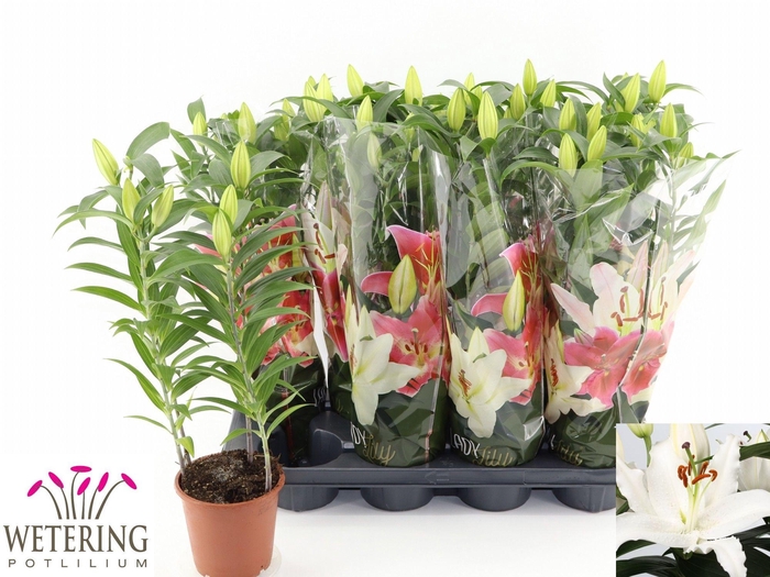 <h4>LIL OR SUN BAHAMAS</h4>