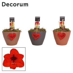 Hippeastrum Rood 2 Knop in Ompot Kaja LOVE (Decorum)