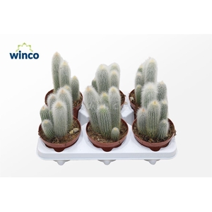 Cleistocactus Straussi