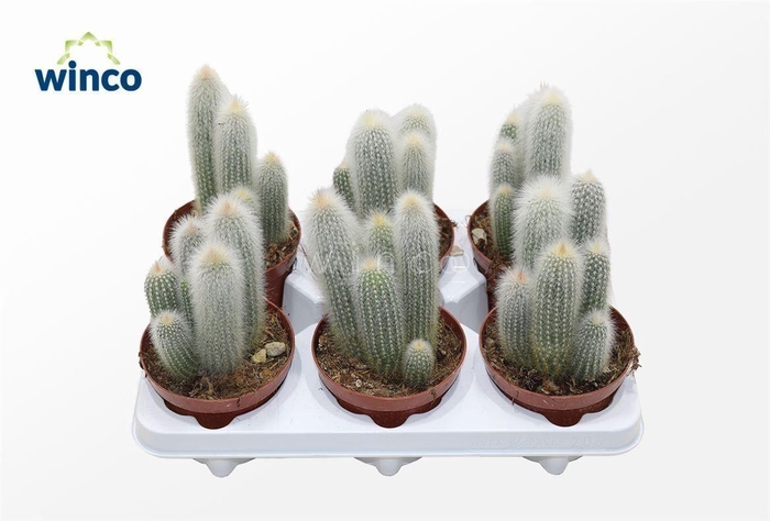 Cleistocactus Straussi