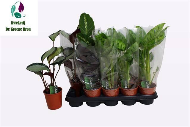 <h4>CALAT GEM 3 SRT</h4>