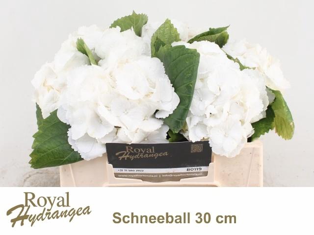 <h4>HYDR M SCHNEEBALL</h4>