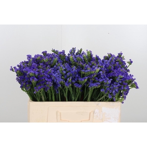 Statice Crystal Dark Blue